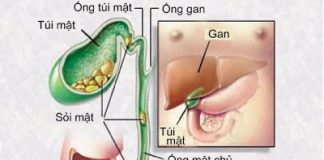 túi mật và sỏi túi mật