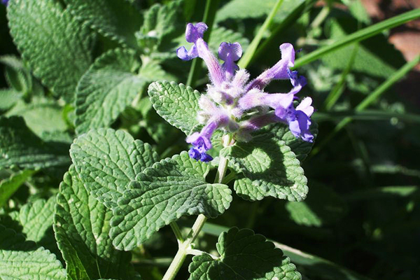 Trà cỏ bạc hà mèo (Catnip tea)