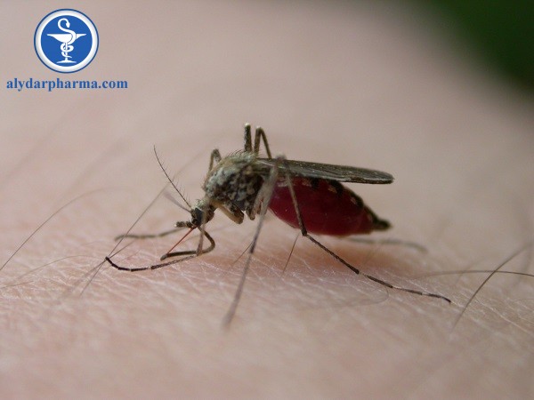 Cách diệt muỗi anophen hiệu quả