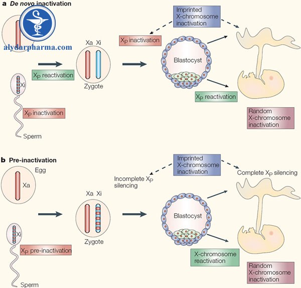 Hình 3. Hai mô hình bất hoạt X. a)  Mô hình bất hoạt de novo đòi hỏi nhiều vòng bất hoạt và tái hoạt hóa : dòng mầm của bố bắt đầu giảm phân nhiễm sắc thể X bất hoạt nhưng sau giảm phân lại hoạt hóa lại. Hợp tử nhận 2 X hoạt động đầy đủ và bắt đầu bất hoạt lại X của bố (XP) ở giai đoạn 4 – 8 tế bào. Ở các dưỡng bào (blue), XP vẫn giữ trạng thái im lặng, tương đương với sự bất hoạt in dấu. Ngược lại, ICM  còn một lần X tái hoạt hóa nữa trước khi bước vào bất hoạt ngẫu nhiên lần cuối cùng. b) Trong mô hình tiền bất hoạt, hợp tử cái nhận một XP bất hoạt cục bộ (pre-inactivation) và duy trì trạng thái bất hoạt suốt giai đoạn trước khi làm tổ. Sự bất hoạt lan tỏa ra và bất hoạt hoàn toàn ở các mô ngoài phôi. Chỗ này chứng minh cho bất hoạt in dấu. Ngược lại, ICM  còn một lần X tái hoạt hóa nữa trước khi bước vào bất hoạt ngẫu nhiên lần cuối cùng.