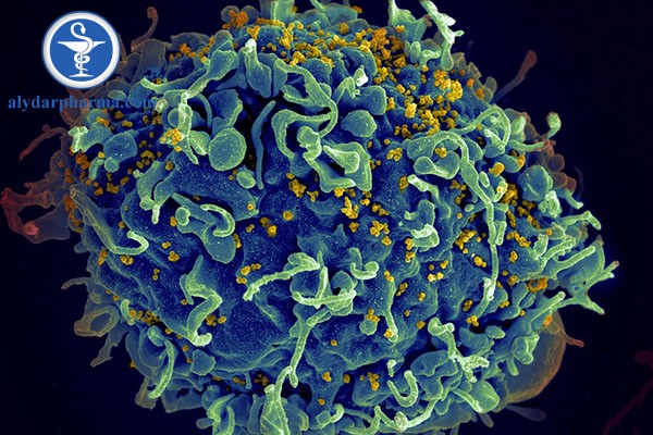 Một tế bào bạch cầu người, màu xanh đang bị tấn công bởi HIV, màu vàng. Credit: NIH/NIAID/Seth Pincus/Elizabeth Fischer/Austin Athman, via Science Source
