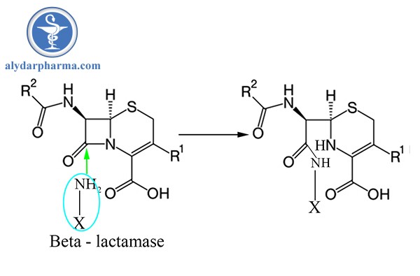 Mở vòng betalactam của Cephalosporin với betalacmtase