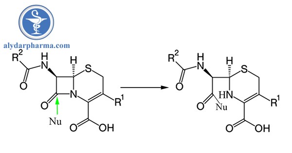 Phản ứng cộng hợp ái nhân của Cephalosporin