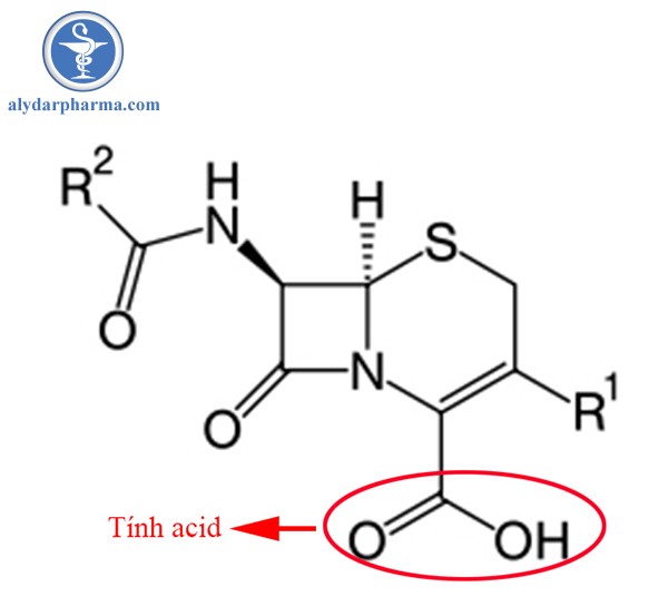 Tính acid của Cephalosporin do nhóm -COOH 