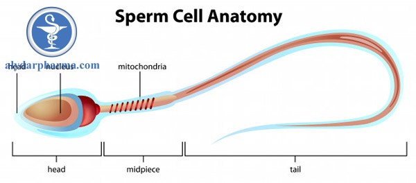 Chuột Wistar khi tiếp xúc với sóng điện thoại làm giảm hoạt tính protein kinase C và số lượng tinh trùng bị apoptosis cao, thay đổi chu kỳ tế bào tinh trùng