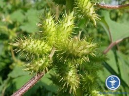 Bài thuốc từ ké đầu ngựa chữa viêm mũi dị ứng