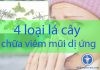 Bật mí 4 loại lá cây chữa viêm mũi dị ứng một cách tự nhiên, ưu nhược điểm và những điều cần lưu ý Bật mí 4 loại lá cây chữa viêm mũi dị ứng một cách tự nhiên, ưu nhược điểm và những điều cần lưu ý