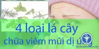 Bật mí 4 loại lá cây chữa viêm mũi dị ứng một cách tự nhiên, ưu nhược điểm và những điều cần lưu ý