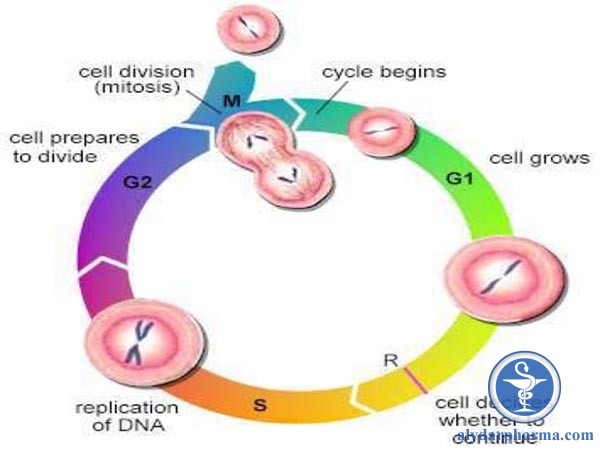 Các nhóm thuốc điều trị ung thư