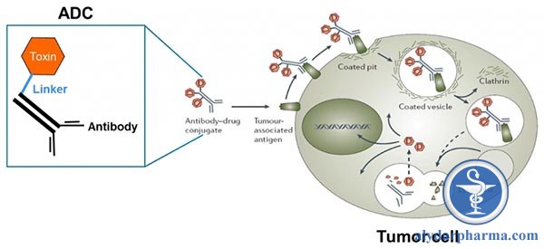 Các nhóm thuốc điều trị ung thư