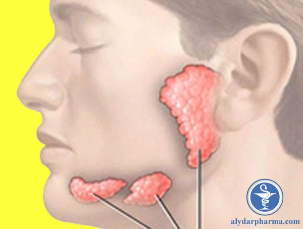 Mỗi chúng ta có 3 đôi tuyến nước bọt lớn là ở ba vị trí khác nhau