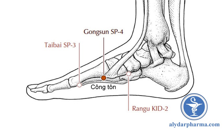 Huyệt công tôn (Sp4)