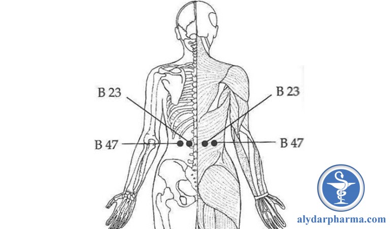 Huyệt B23 và B47