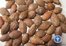 Tất tần tật cách dùng hạt đười ươi chữa bệnh gai cột sống, ưu nhược điểm và những điều cần lưu ý