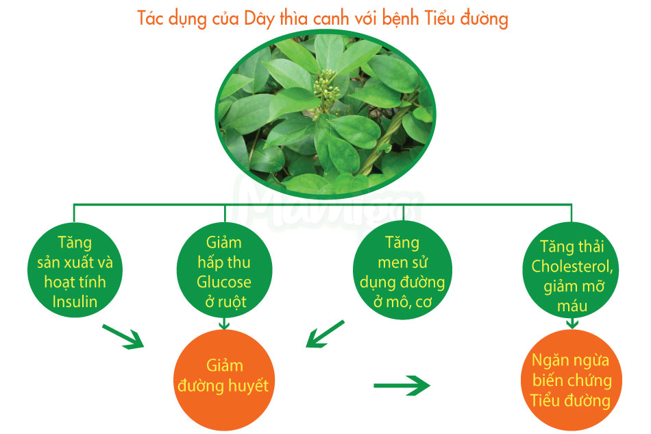 Tác dụng của Dây thìa canh trong sữa tiểu đường Mamigo